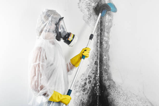 Environmental Consulting for Mold Prevention in Point Clear, AL