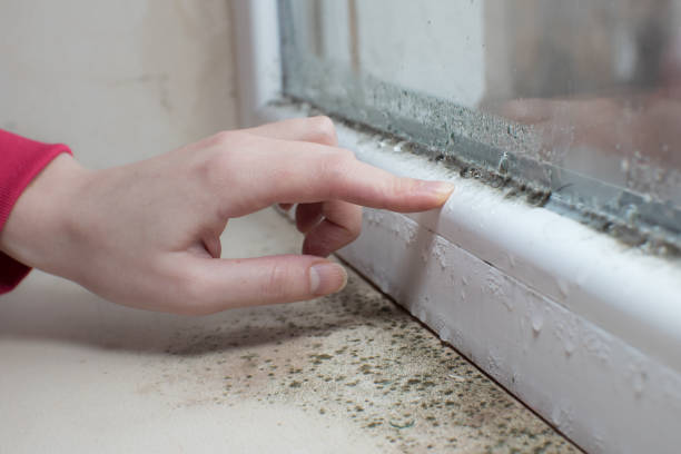 Best Dehumidification Services  in Point Clear, AL