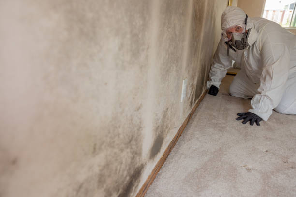 Best Mold Prevention Services  in Point Clear, AL